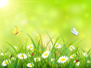 Poster - Green nature background with sun and butterflies