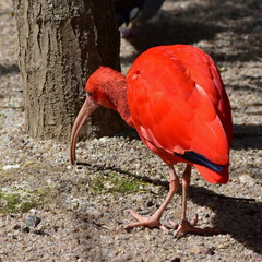 Wall Mural - scarlet ibis bird