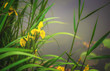 blühende Sumpfschwertlilie Iris pseudacorus