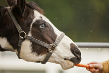 Man Feeding Carrot To Horse