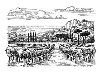 Hand drawn vineyard landscape.