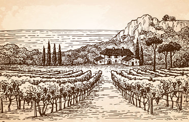 Wall Mural - Vineyard landscape on old paper