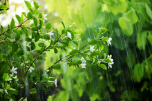 Flowers Tree In The Rain