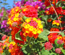 Lantana Camara Is Also Known As Big Sage, Wild Sage, Red Sage, White Sage And Tickberry. It Is A Species Of Flowering Plant Within The Verbena Family, Verbenaceae