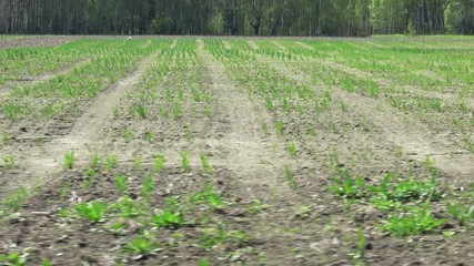 Wall Mural - Experimental spring wheat field
