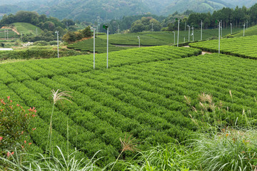 Canvas Print - Green tea field