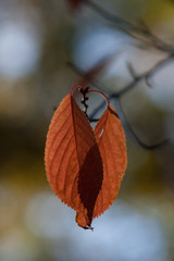 two autumn leafs