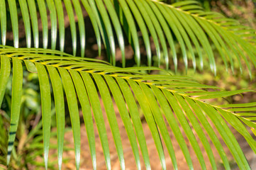 Two palm leaves texture