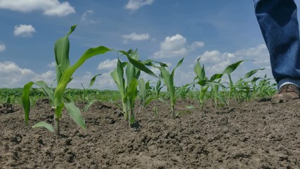 Wall Mural - Farmer or agronomist examining quality of corn plant in field, spring time