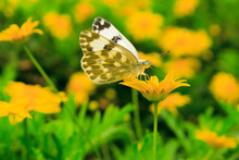 Butterfly And Coreopsis