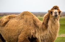 Portrait Of Camel On Nature In Spring