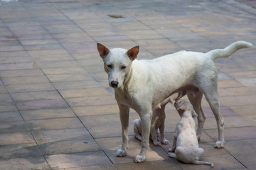 White dog and two baby under sun light