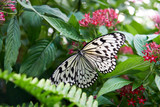 Fototapeta Krajobraz - Beautiful butterfly perched on a leaf