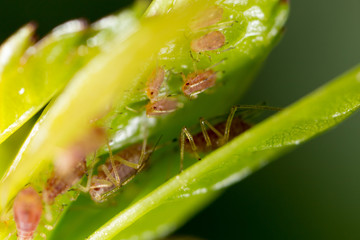 A small aphid on a green plant