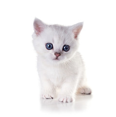 Monthly kitten   British Shorthair. Isolated on white background