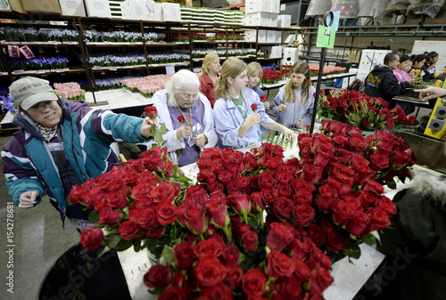 Volunteers Cut Red Roses Which Will Used For Decorating