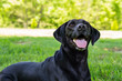 Black Labrador Posing for the Camera