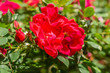 Red Roses Blooming in the Spring Time