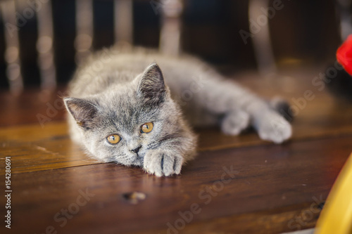 Cute Kitten Russian Blue Breed Buy This Stock Photo And Explore