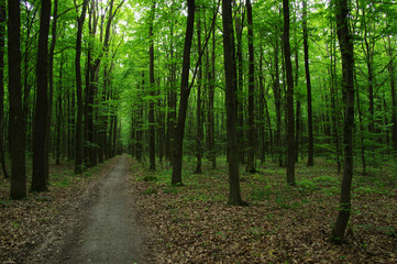  Trees in green forest