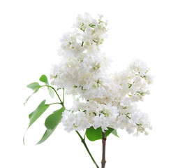 Canvas Print - Branch of beautiful lilac flowers on white background