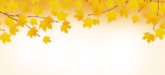 Wall Mural - Autumn branches with yellow leaves