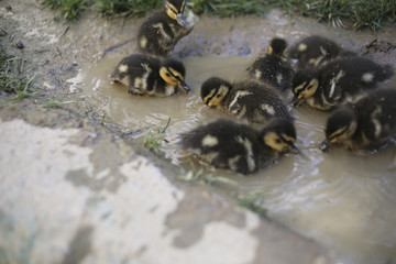 Ducklings