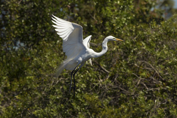  Great egret flying away from shrubs in central Florida.