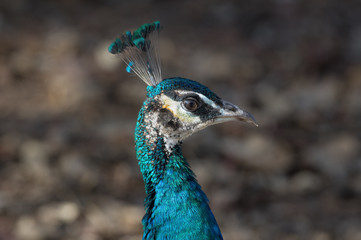 Wall Mural - Sharp portrait of an Indian juvenile peacock (Pavo cristatus).