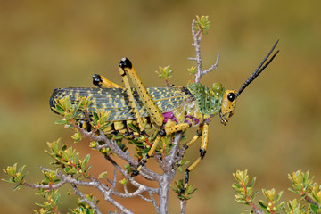 Sticker - Milkweed locust (Phymateus spp.) on a plant, South Africa.