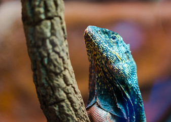 Frilled-neck lizard (Chlamydosaurus kingii), frilled dragon portrait