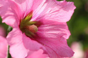 Wall Mural - Carpel pollen inside pink petal Hollyhock flower by macro lens.