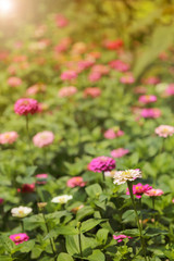 Wall Mural - Zinnia flowers in the garden with warm toned flare light.