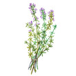 © asetrova - Botanical drawing of a thyme. Watercolor beautiful illustration of culinary herbs used for cooking and garnish. Isolated on white background.