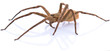 © panor156 - Brown spider on white