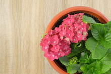 A Hydrangea Flower In A Pot On The Table And A Place For Text.