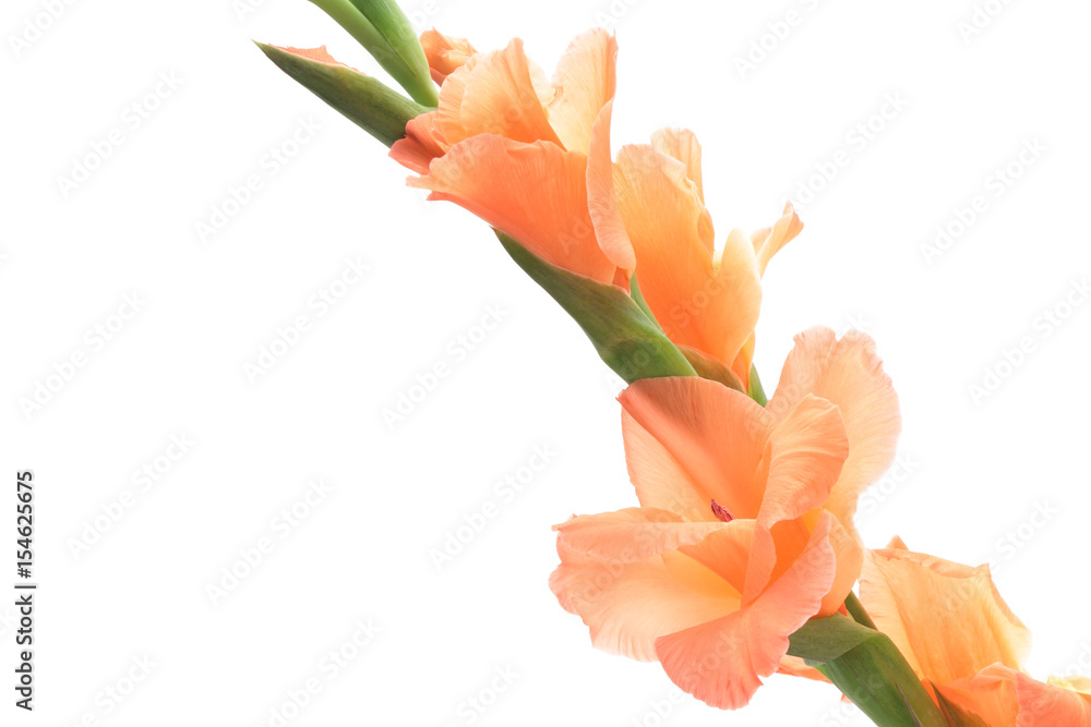 Stock-Foto „オレンジ色のグラジオラス “ | Adobe Stock