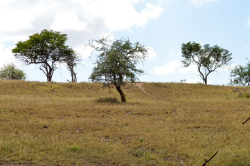 Wall Mural - View of the Tsavo East savannah