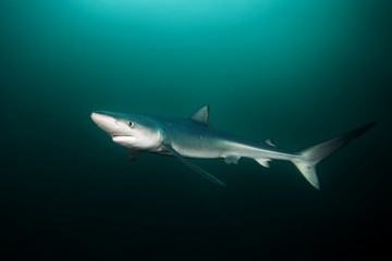 Poster - Blue shark, prionace glauca, Atlantic ocean, South Africa