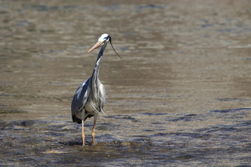 Wall Mural - Héron cendré dans une rivière, ardea cinerea