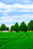 Fototapeta Natura - Way to cemetery