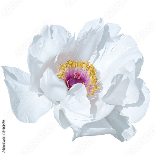 Paeonia suffruticosa white color