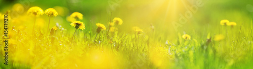 Green field with yellow dandelions Billede på lærred
