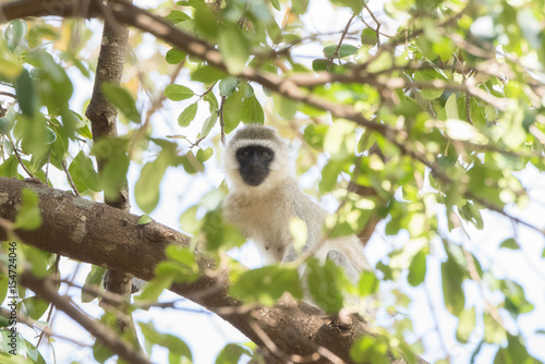 Fotografie, Obraz Vervet Monkey (Chlorocebus pygerythrus) in Tree in Northern Tanzania