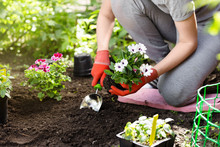 Woman In The Garden Gardening Free Stock Photo Public Domain Pictures Woman In The Garden Gardening Free Stock Photo Public Domain Pictures