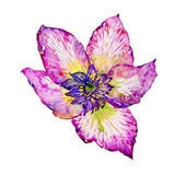 Fototapeta Motyle - Wildflower hibiscus flower in a watercolor style isolated.