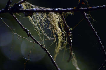 närbild, makro, naturbild, norrland, sverige, trä