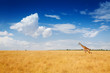 Kenyan savanna with giraffe walking in dried grass