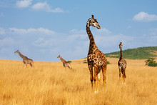 Herd Of Giraffes Walking In Arid Kenyan Savannah