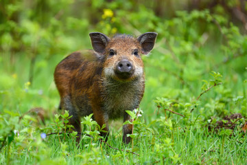 Sticker - Wild boar in forest